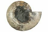 Cut & Polished Ammonite Fossil (Half) - Madagascar #371450-1